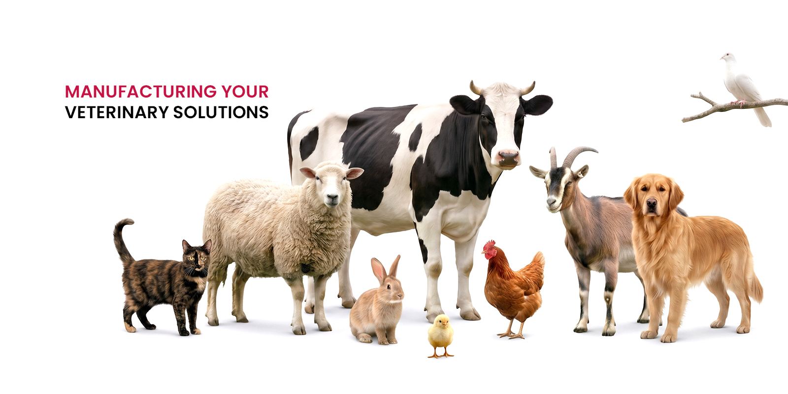 Poultry, cattle, sheep, goats, cats and dogs